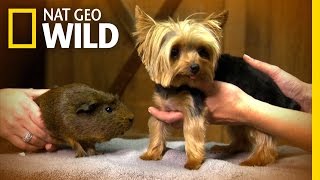 Tiniest Dog  Lucy  Worlds Smallest Pets [upl. by Anaeed]