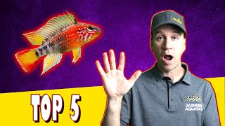 Top 5 Cichlids for Small Aquariums [upl. by Gurolinick151]