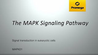 The MAPK Signaling Pathway [upl. by Tu]