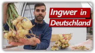 Ingwer Ernte  Ingwer erfolgreich anbauen 7 [upl. by Pedaiah]