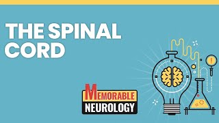 Spinal Cord Mnemonics Memorable Neurology Lecture 8 [upl. by Quint]