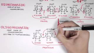 Biochemistry of Carbohydrates [upl. by Robbie]