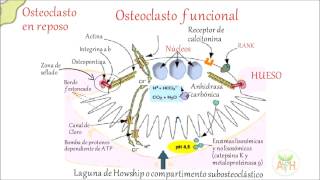 Osteoblasto en la generación de osteoclasto y osteoporosis [upl. by Ymmak]