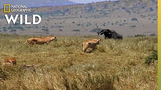 How a Lion Pride Hunts Prey  Cat Attacktics [upl. by Evelina]