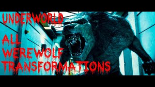 All Werewolf Transformations  best scenes  Underworld HD [upl. by Publus]