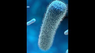 Listeria monocytogenes introduction and properties Part 1 [upl. by Levan]