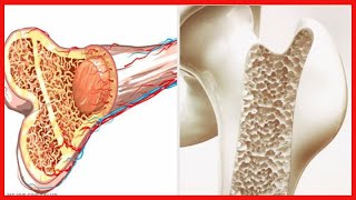 Osteogénesis la formación de los huesos [upl. by Tullusus]