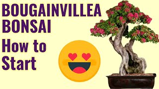 HOW TO GROW BOUGAINVILLEA BONSAI BOUGAINVILLEA BONSAI BOUGAINVILLEA BONSAI REPOTTING [upl. by Mihalco454]