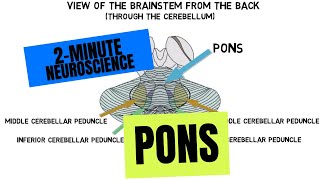 2Minute Neuroscience Pons [upl. by Phaidra]