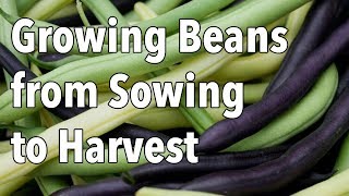 Growing Beans from Sowing to Harvest [upl. by Carena398]