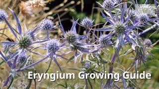 Eryngium Growing Guide Sea Holly by GardenersHQ [upl. by Lil]