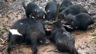 Tasmanian Devil Feeding Time warninggraphic [upl. by Vaclav]