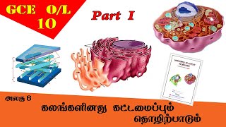 systemic pathology 48  Urinary system 2  nephritic glomerulonephritis  DR SAMEH GHAZY [upl. by Aihsrop]