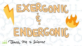 endergonic and exergonic reactions [upl. by Mireille]