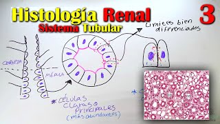 Histología de Riñón 3 [upl. by Marl]