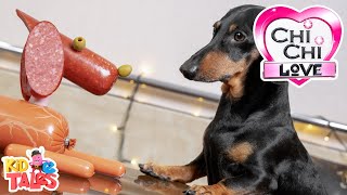 All About Dachshunds  ChiChi LOVE [upl. by Nicki440]