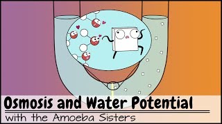 Osmosis and Water Potential Updated [upl. by Collete]