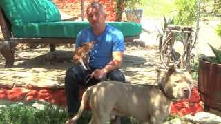 Cesar Saves a Pit Bull Named Sonic [upl. by Delamare]