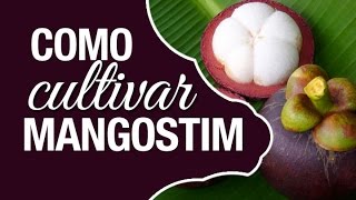 Dicas de Como cultivar o Mangostim Garcinia mangostana [upl. by Nylinnej706]