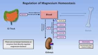 Magnesium Disorders [upl. by Croix]