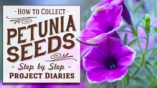 ★ How to Collect Petunia Seeds A Complete Step by Step Guide [upl. by Gisser465]