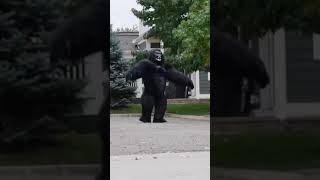 Dog meets gorilla chubsuit [upl. by Wahl]