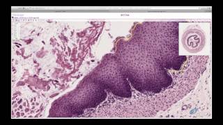 Histology Helper  Epithelium Histology [upl. by Trisha]