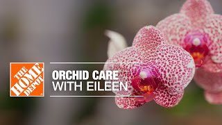 Orchid Care with Eileen  Indoor House Plants  The Home Depot [upl. by Anwahsiek]