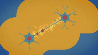 Description Anatomique 3D du cerveau Naturosoutien [upl. by Ezra]