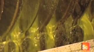 How Canola Oil is Made [upl. by Vevine941]