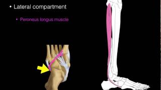 Lateral compartment leg muscles [upl. by Hayman873]