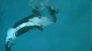 Killer whale drags trainer underwater at SeaWorld San Diego [upl. by Dinny]