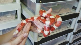 How to Care for KingsnakesMilksnakes plus fun facts [upl. by Airom]