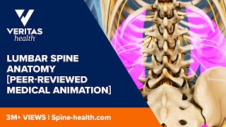 Lumbar Spine Anatomy Peerreviewed Medical Animation [upl. by Aryad]