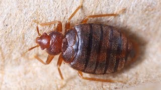 How To Get Rid of Bed Bugs [upl. by Delp]