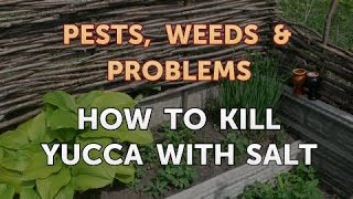 How to Kill Yucca With Salt [upl. by Dlaniger632]