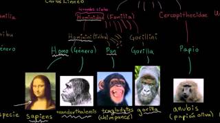 Taxonomía y el árbol de la vida  Herencia y evolución  Biología  Khan Academy en Español [upl. by Ripley]