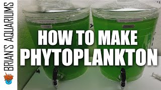 How to make Phytoplankton [upl. by Ayadahs343]