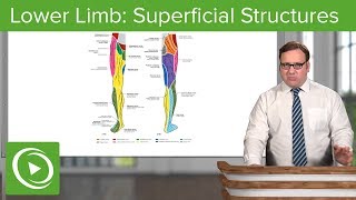 Lower Limb Superficial Structures amp Cutaneous Innervations – Anatomy  Lecturio [upl. by Liv]