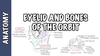 Anatomy Eye Orbit and Eyelid [upl. by Itaws]