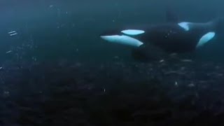 Killer Whale Goes Fishing  BBC Earth [upl. by Jenni]