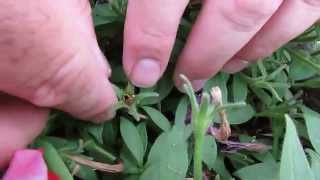 How to Collect Petunia Seeds [upl. by Lucrece]