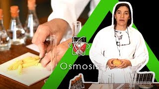 Osmosis  Biology Alevel Required Practical [upl. by Teresita190]