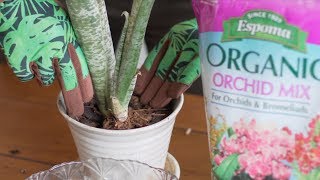 How to Repot Bromeliads — Ep 063 [upl. by Cavan617]