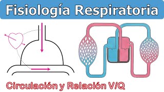 CIRCULACIÓN Y RELACIÓN VQ  FISIOLOGÍA RESPIRATORIA [upl. by Titus]