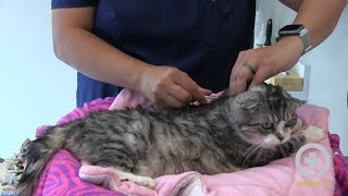 How to Administer Insulin to Your Cat at Home [upl. by Shelburne]