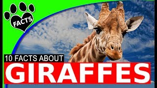 10 Giraffe Facts That Will Surprise You [upl. by Chaffin202]