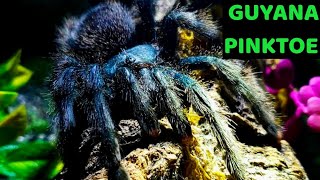 Guyana Pinktoe Tarantula Avicularia avicularia Care amp Husbandry [upl. by Coughlin]