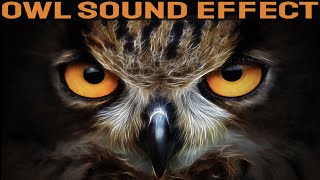 Owl Sounds  Owls Call Sound Effect At Night [upl. by Bald169]