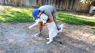 Dogs Welcoming Owners Home [upl. by Laverne]